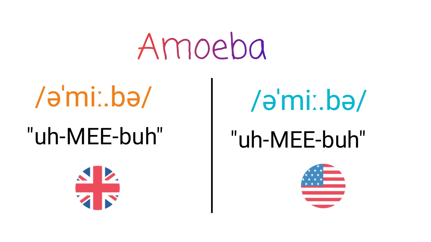 Amoeba IPA (key) in American English and British English.
