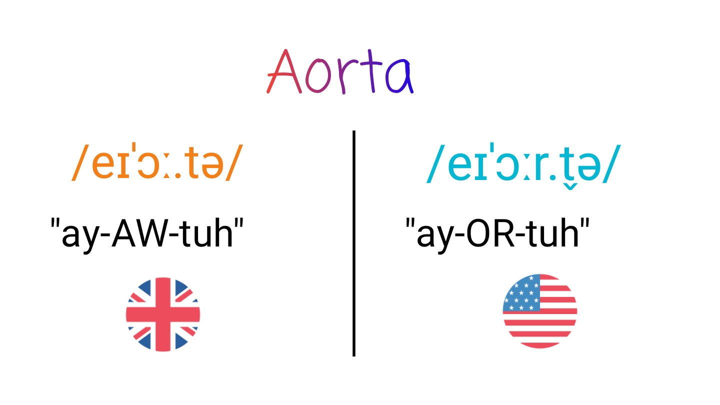 Aorta IPA (key) in American English and British English.