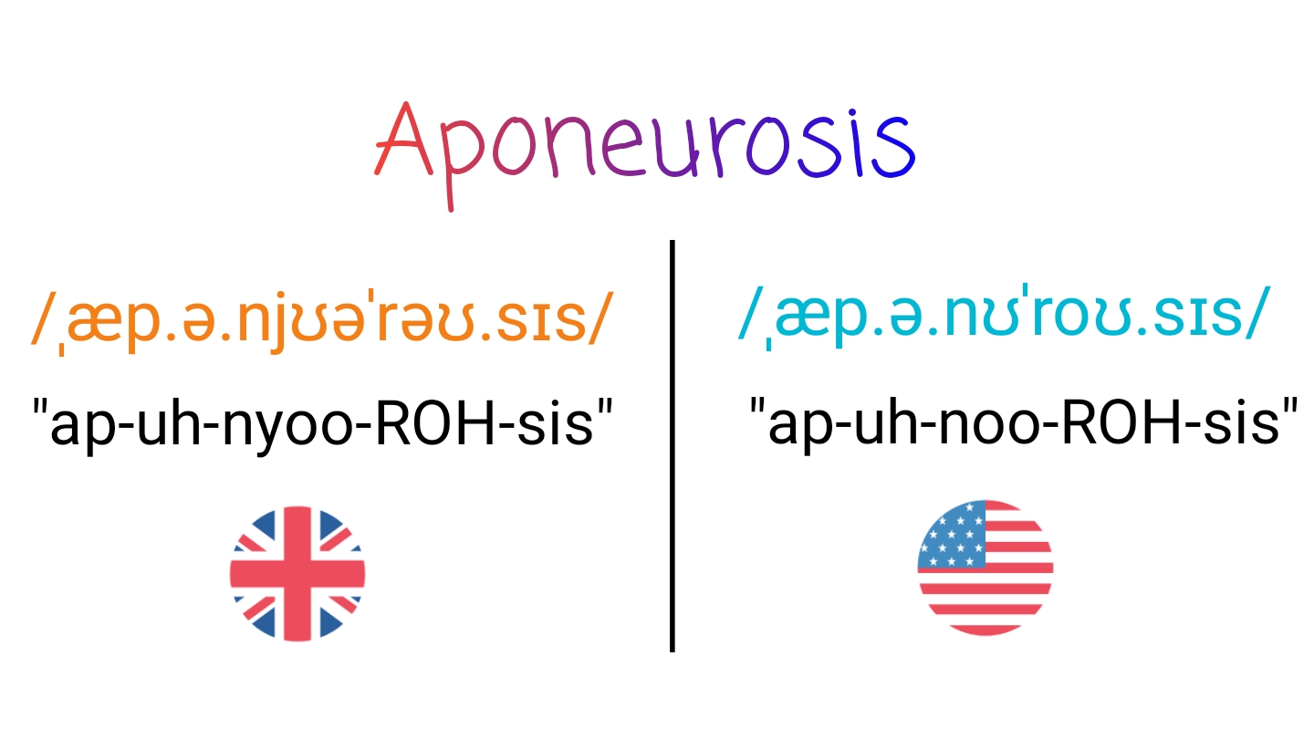 Aponeurosis IPA (key) in American English and British English.